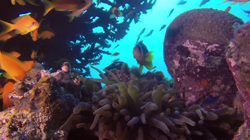 Red Sea Colorful Fishes and Clownfish