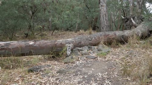 Fallen river gum tree laying across a bush track. PAN SHOT.