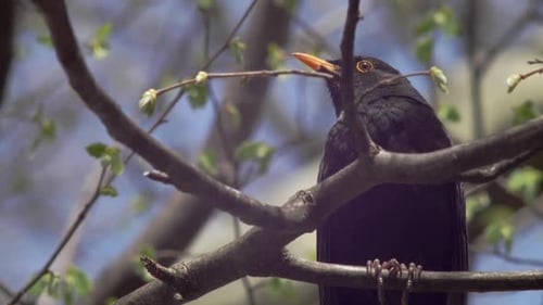 Close low shot of a young Blackbird, sitting on a branch in the wind, framed to the right. The sun r