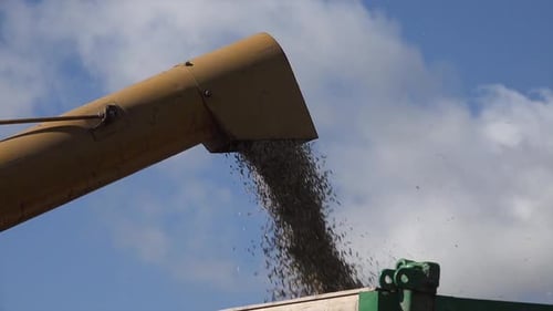 Harvesting Oat Crop