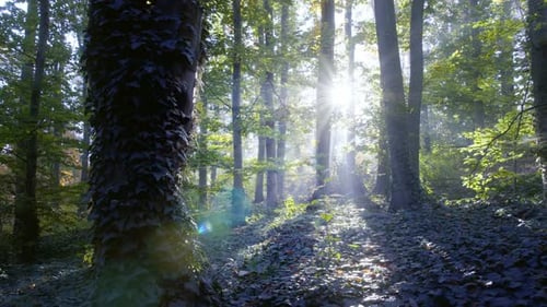 Nebel im Wald