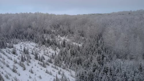 Flying over coniferous forest