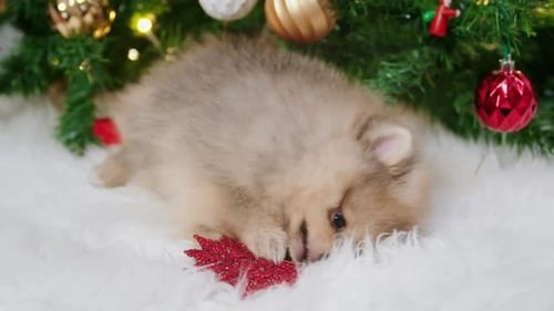 Pomeranian Puppy Playing with Christmas Tree Decoration
