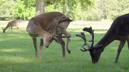 Fallow Deer Stags Graze in a Meadow By a Forest on a Sunny Day - Closeup
