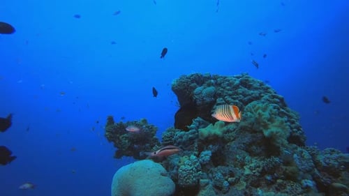 Underwater Sea Fish Tropical Reef