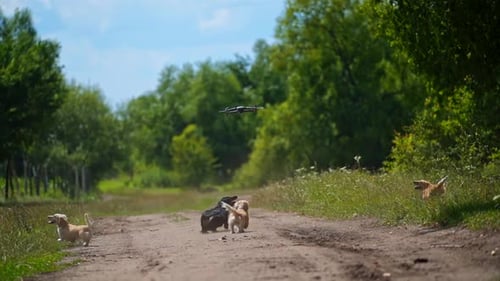 Drone Flies Over Dachshunds on Rural Road