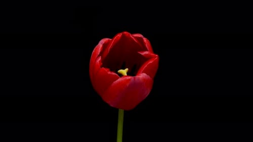 Vibrant Red Tulip Blooming in Time Lapse