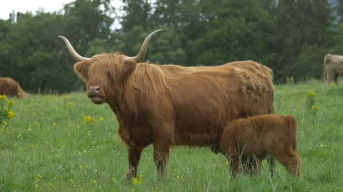 Highland calf and cow on a field