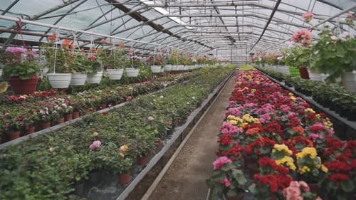 Wachsende Pflanzen im Frühling Timelapse Blumen und Grüns in der Gewächshauslandwirtschaft