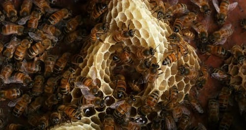 |Europäische Honigbiene, Apis mellifera, Bienen auf einem wilden Rochen, Bienen arbeiten an Alveolen