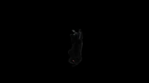 Panthertanz HD