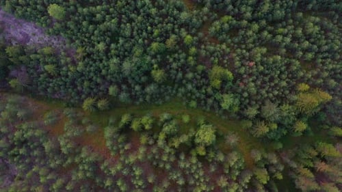 Wonderful Shot of Pine Trees in the Norway Forest
