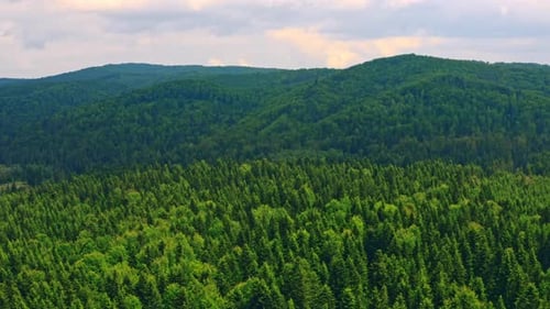 Drone Flying Above on Upper Branches of Forest