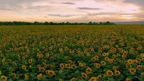 Sunflowers at Sunset