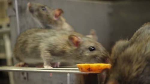 Brown Rats Crawling Near Food in Cage