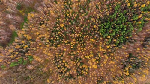 Autumn Forest Aerial Drone View. Deciduous Forest in the Fall.