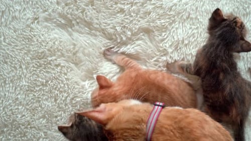 Four Playful Kittens Cuddling on Fluffy White Blanket