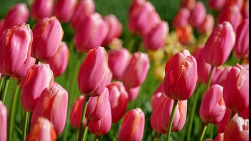 Blooming Tulips in Flower Garden