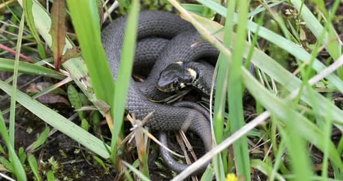 Grass Snake Coiled in the Meadow