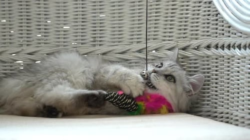 Playful Kitten Biting Toy on Wicker Couch