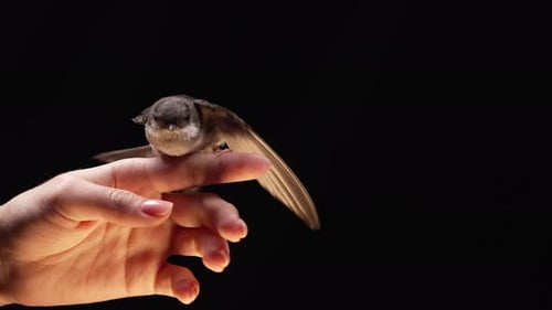 Small Bird Perched on Human Hand Flapping Wings