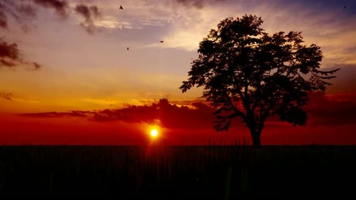 Sunset and Tree View