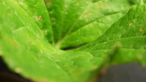Green Leaf Analysis