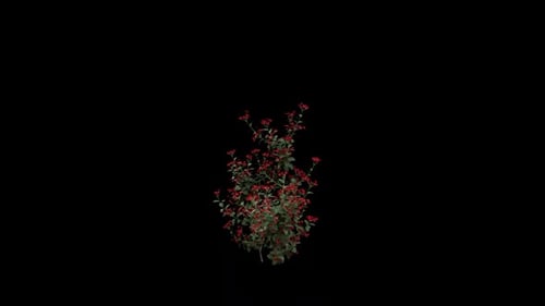 Time-Lapse Plant Growth Animation with Red Berries