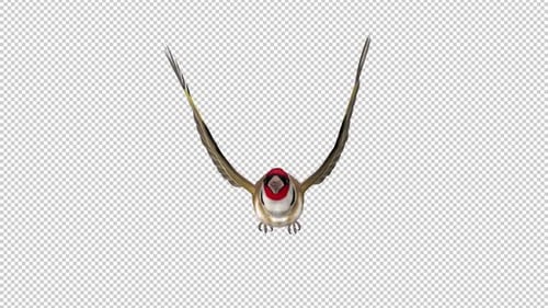 Eurasian Goldfinch - Easter Bird - Flying Loop - Front View - Alpha Channel