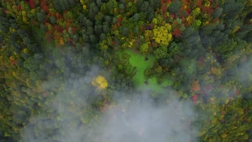Fog And Autumn Colors In The Forest