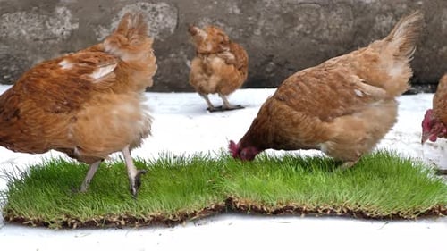 The Laying Hen Walks in Winter and Looks for Green Grass in Winter Under the Snow