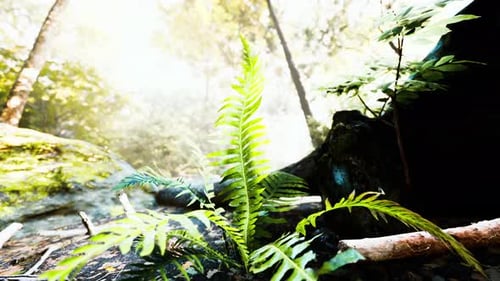 Forêt tropicale brumeuse et rayons de soleil éclatants à travers les branches des arbres
