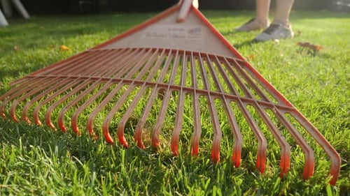 Closeup of Garden Collecting Fallen Leaves From Grass Lawn with Garden Rakes