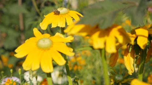 Abeille sur Rudbeckia hirta Fleur printanière irlandaise dans le jardin 4K 3840X2160 Images UltraHD - Rudbeckia hi