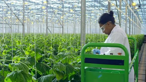Crop Researcher Inspecting Plant in Greenhouse