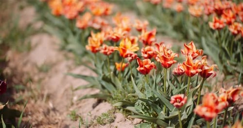 Blooming Tulips on Flowers Plantation Farm