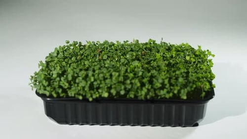 Fresh Green Sprouts Growing in Container