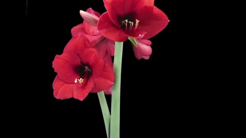 Red Amaryllis Flowers Blooming in Time Lapse