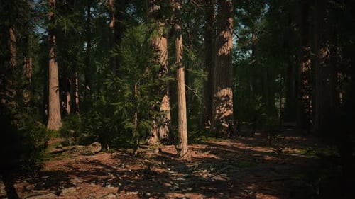 Scale of the Giant Sequoias of Sequoia National Park