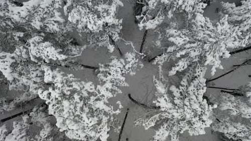 LUFTAUFNAHME: Top-Down-Aufnahme einer Drohne, die sich im Winter in der Wildnis über dem Wald hebt