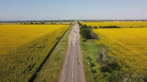 Aerial drone view of a flying over the sunflower field