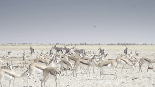 Majestic Herd of Antelope Grazing in the Desert