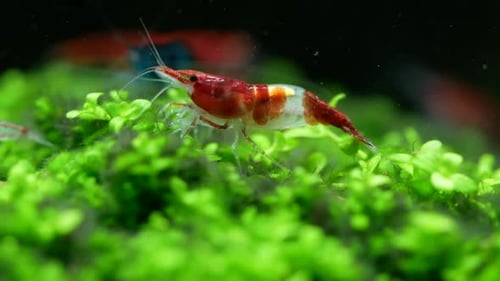 Red sushi dwarf shrimp look for food on green aquatic plant in fresh water aquarium tank