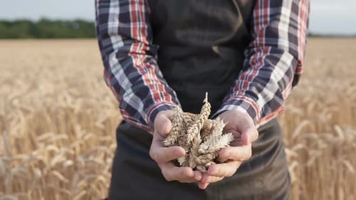 Farmer Holding Wheat Stalks in Golden Field