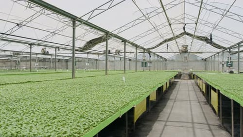 Inside Massive Greenhouse Filled with Young Green Seedlings
