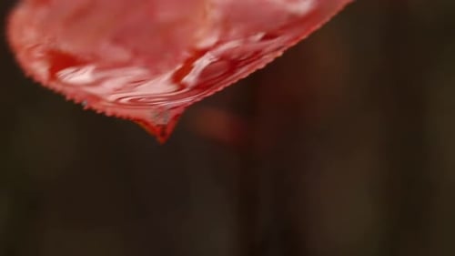 Wet Leaves in Autumn Forest After Rainfall.