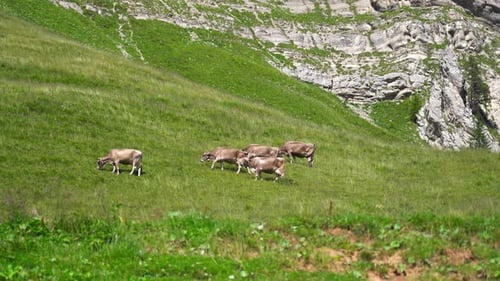 Cows Grazing on a Green Mountain Pasture