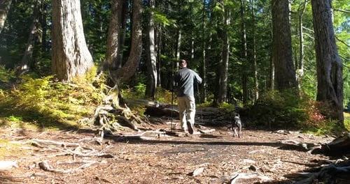 Male Outdoor Fitness Hiking Old Growth Forest With Dog Drone Aerial View