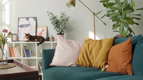 Beautiful Cat Relaxing in Natural Light Filled Home