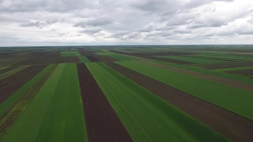 Wheat Fields In Spring